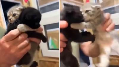  Mačići se bore životom da ih ne razdvoje 