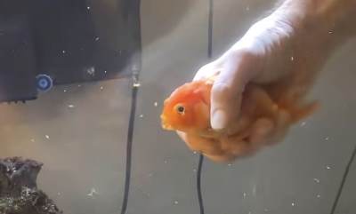  Čovjek pomaže ribici sa invaliditetom da pliva 