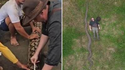  Grdosija iz Indonezije: Ibu Baron zvanično najduža zmija ikada izmjerena u divljini  