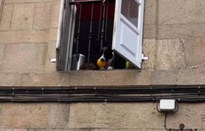  Video psa sa balkona koji se igra sa prolaznicom 