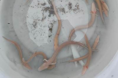  Voda izabacila čovječje ribice na površinu 