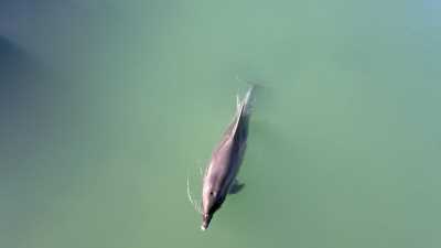  Zalutao u slatku vodu: Dobri delfin snimljen u rijeci Jadro 