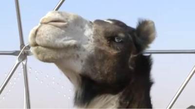  Kamile diskvalifikovane zbog botoksa i plastične hirurgije: Skandal i na ovom "takmičenju ljepote" 