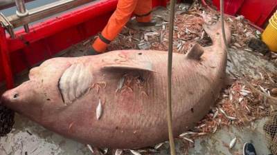   Iz Jadrana izvukli morskog diva od 4 metra 