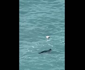  Sredozemna medvjedica snimljena u budvanskom akvatorijumu 