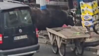  Bizon nasrnuo na ljude u centru grada: Razjarena životinja povrijedila jednu osobu, drama u Turskoj 