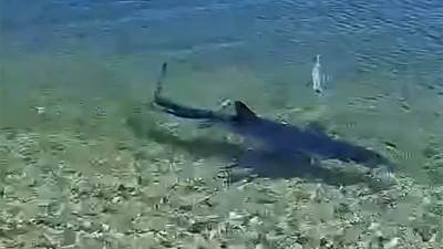  Panika na plaži u Grčkoj! Ajkula ušla u plićak među kupače 