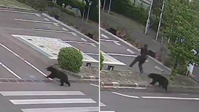  Medved uletio u fabriku, pa počeo da "kida" ljude: Kamera snimila jeziv napad zvjeri, škole hitno za 