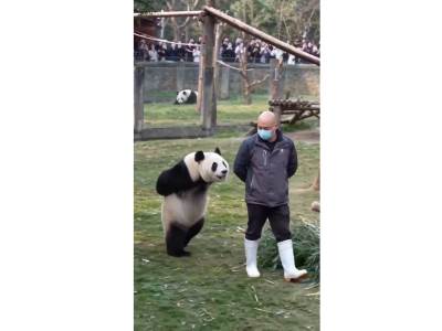 Panda koja hoda kao čovjek postala hit na internetu 