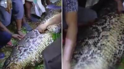  Vraćao se sa žurke, a onda ga je progutao piton: Mještani rasjekli zmiju i zatekli jeziv prizor (Video) 