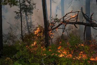  Vatrena stihija ne jenjava: Požar se širi na hercegnovskoj rivijeri 