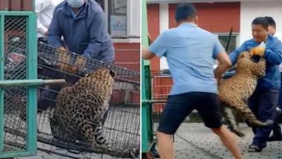  Pobjesnjela zvijer pobjegla iz kaveza pa skočila na radnika 