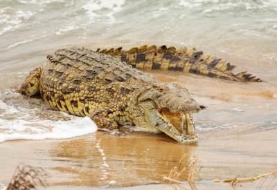  Muškarca usmrtio aligator dok je pecao 