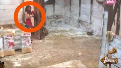  Nije bilo samo u štali … (VIDEO) 
